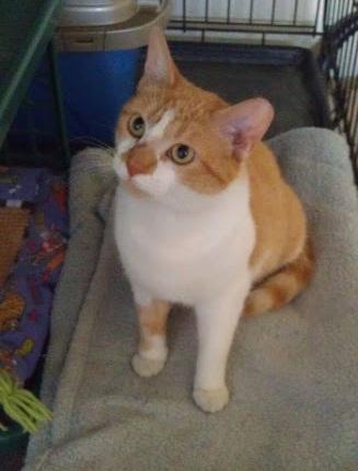 Tabby - Orange Mix: An adoptable cat in Tuscaloosa, AL