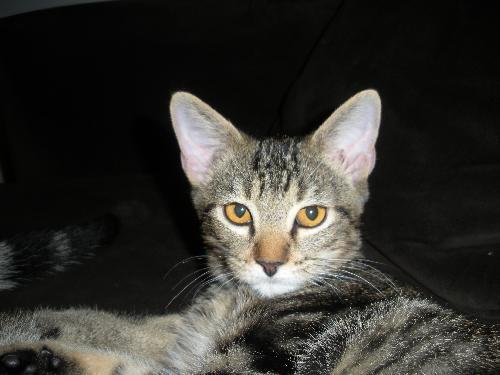 Tabby/Tiger Mix: An adoptable cat in Dallas, TX