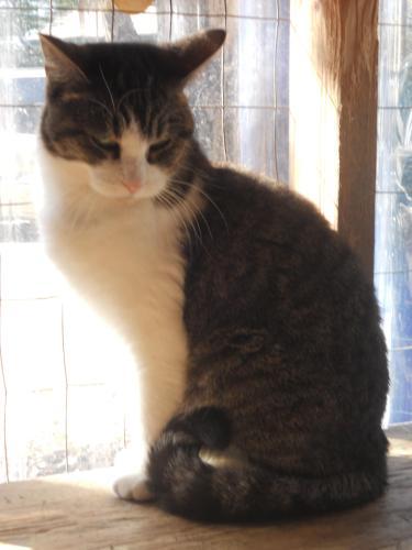Tabby - White Mix: An adoptable cat in Wichita, KS