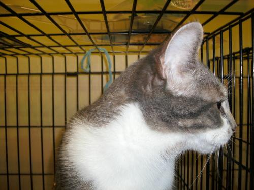 Tabby - White/Domestic Short Hair - Gray And White Mix: An adoptable cat in Louisville, KY
