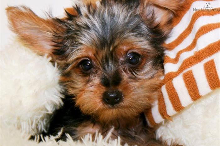 Teacup Rocco our Adorable Male Yorkie! Under 5lbs
