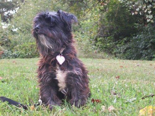 Terrier Mix: An adoptable dog in Annapolis, MD