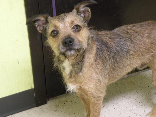 Terrier Mix: An adoptable dog in Columbia, MO
