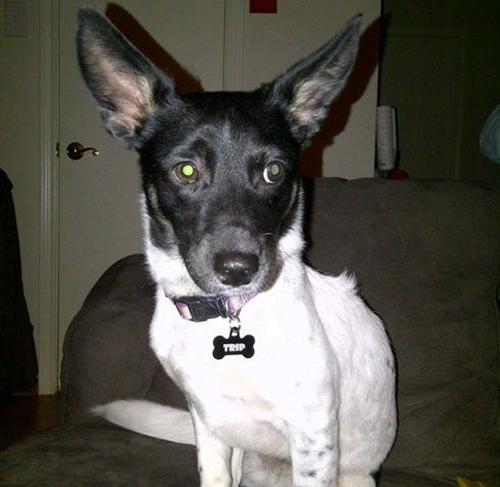 Terrier Mix: An adoptable dog in Dallas, TX