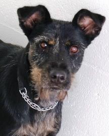 Terrier Mix: An adoptable dog in Fort Myers, FL
