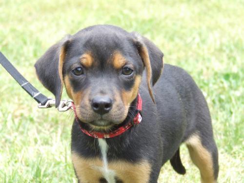 Terrier Mix: An adoptable dog in Lexington, NC