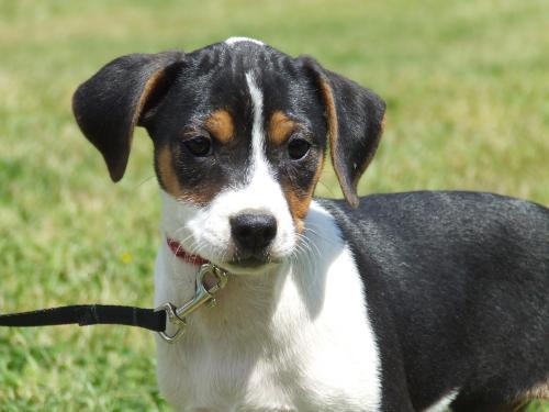 Terrier Mix: An adoptable dog in Lexington, NC