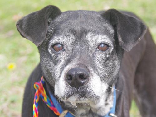 Terrier Mix: An adoptable dog in Youngstown, OH