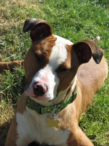 Terrier/Boxer Mix: An adoptable dog in Memphis, TN
