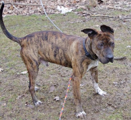 Terrier/Boxer Mix: An adoptable dog in Youngstown, OH