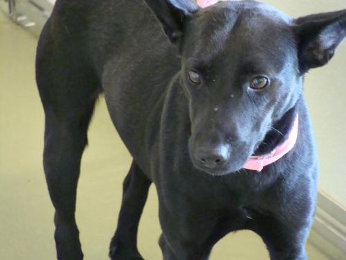 Terrier/Labrador Retriever Mix: An adoptable dog in Columbia, TN