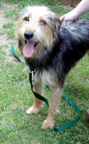 Terrier/Wirehaired Terrier Mix: An adoptable dog in Scranton, PA
