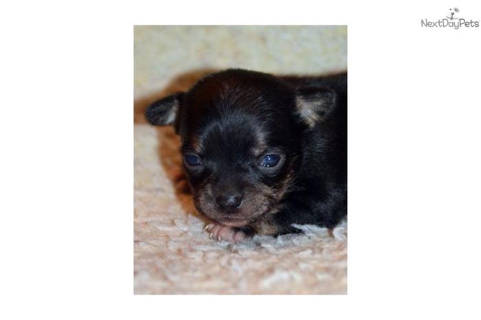 Tiny AKC Chihuahua Puppy