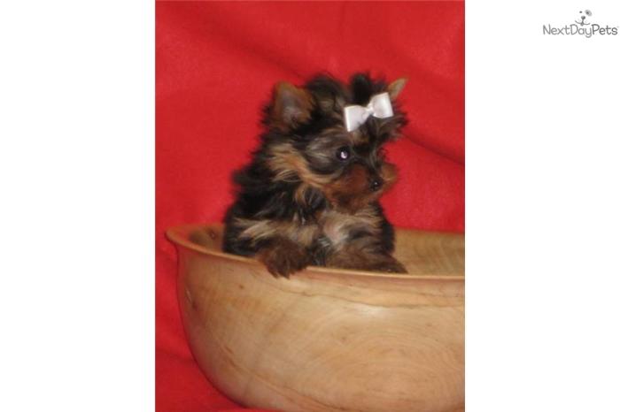 TINY AKC PERFECT YORKIE