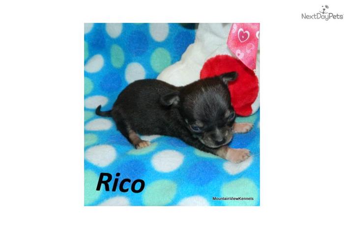 Tiny Little Reg. Chihuahua - Rico
