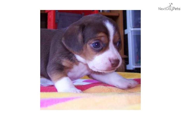 Tiny Queen Elizabeth Pocket Beagle Puppy