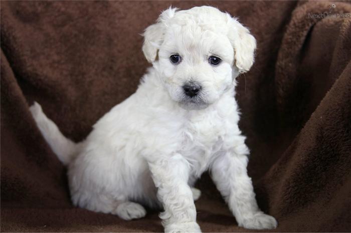 Tiny Toy F1b Goldendoodle