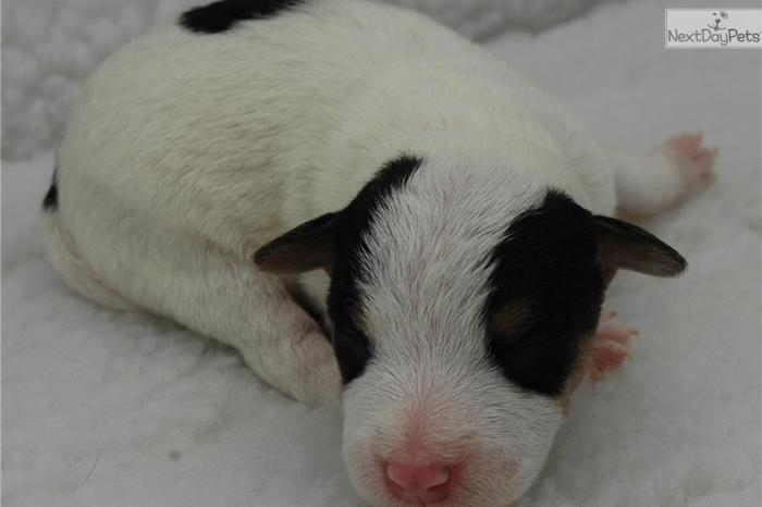 Top Quality Jack Russell Terrier Son of 2 Champs!!