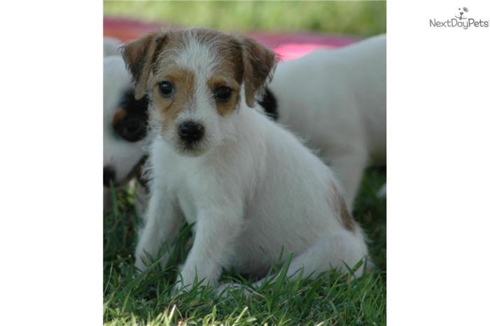 Top Quality JRT Girl Pup- BOTH Parents Champions!