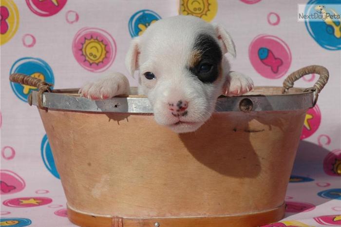 Top Quality JRT Girl Pup- BOTH Parents Champions!