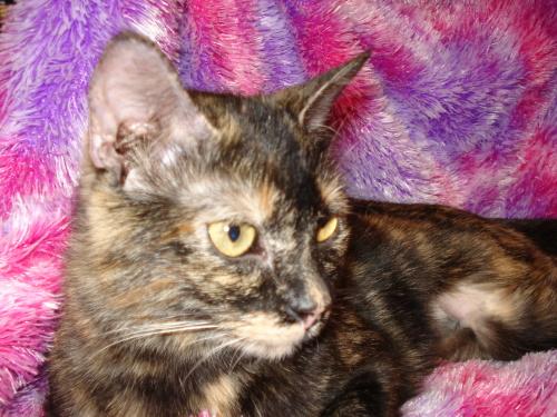 Tortoiseshell/Domestic Short Hair Mix: An adoptable cat in Beaumont, TX