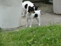 TOY FOX TERRIER PUPPIES FOR SALE