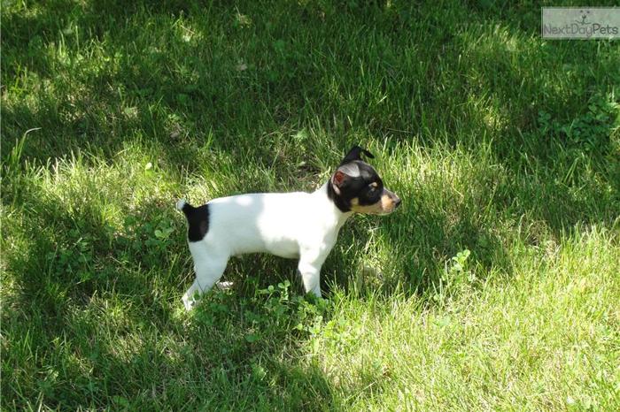 TOY FOX TERRIER PUPPY FOR SALE