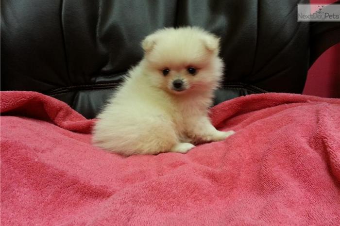 Toy Pomeranian Puppy ^^Male^^