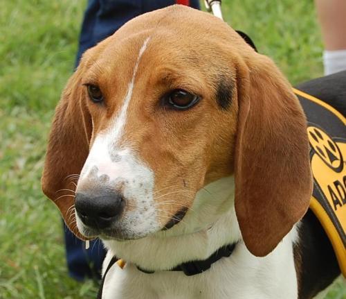 Treeing Walker Coonhound: An adoptable dog in Greenville, SC
