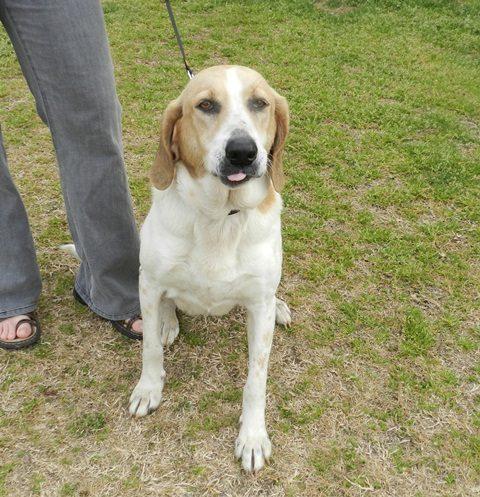 Treeing Walker Coonhound: An adoptable dog in Statesboro, GA