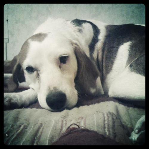 Treeing Walker Coonhound/Beagle Mix: An adoptable dog in Wilmington, NC