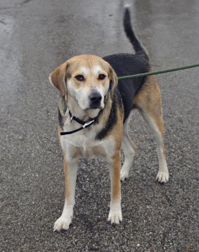 Treeing Walker Coonhound/Labrador Retriever Mix: An adoptable dog in Youngstown, OH