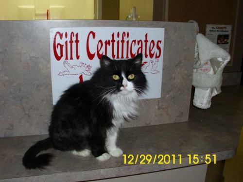 Tuxedo Mix: An adoptable cat in Flint, MI