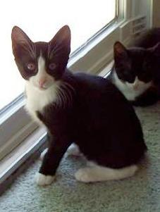 Tuxedo Mix: An adoptable cat in Laurel, MD