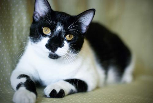Tuxedo/Domestic Short Hair-Black And White Mix: An adoptable cat in Mobile, AL