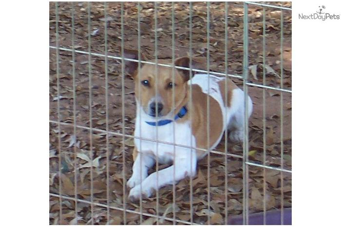 UKC Rat Terrier Male Tan Sable & White Piebald