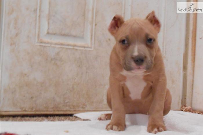 UKC Registered Purple Ribbon Puppy