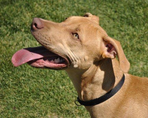 Vizsla/Pointer Mix: An adoptable dog in Boise, ID