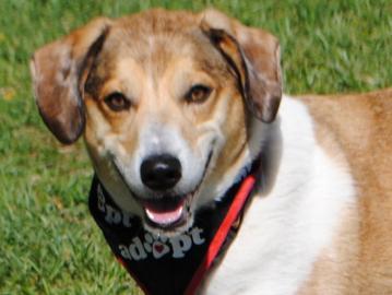 Welsh Corgi/Beagle: An adoptable dog in Boulder, CO