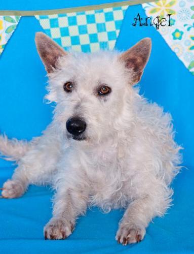West Highland White Terrier Westie Mix: An adoptable dog in Yuma, AZ