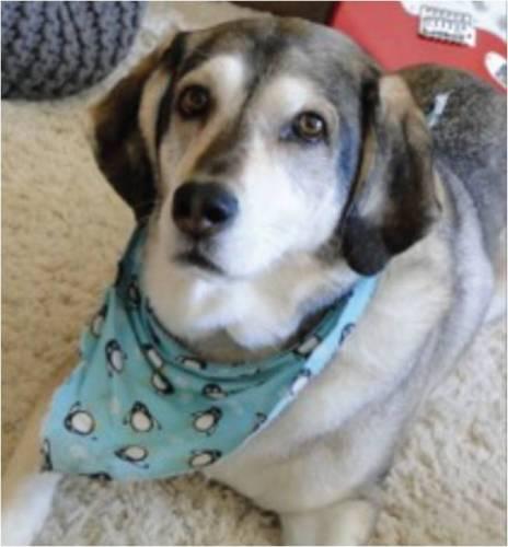 Wheaten Terrier/Husky Mix: An adoptable dog in Laurel, MD
