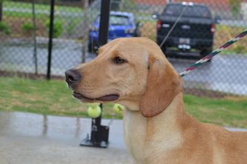 Whippet/Labrador Retriever: An adoptable dog in Greenville, SC