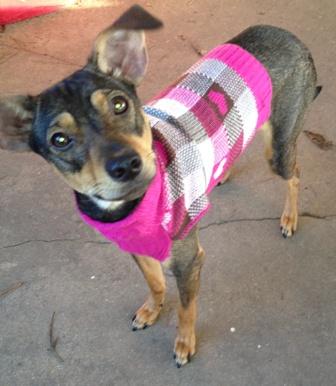 Whippet/Miniature Pinscher Mix: An adoptable dog in Lafayette, LA