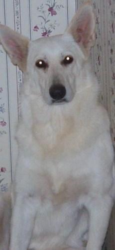White German Shepherd: An adoptable dog in Montgomery, AL
