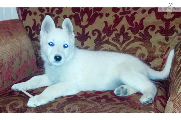 White German Shepherd pup