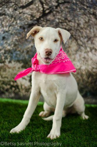 Yellow Labrador Retriever Mix: An adoptable dog in Tallahassee, FL