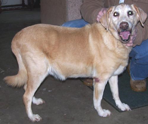 Yellow Labrador Retriever Mix: An adoptable dog in Youngstown, OH