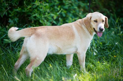 Yellow Labrador Retriever/Beagle Mix: An adoptable dog in Louisville, IL