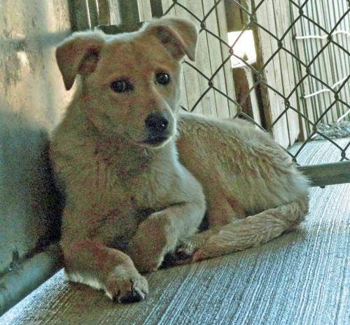 Yellow Labrador Retriever/Shepherd Mix: An adoptable dog in Wilmington, OH