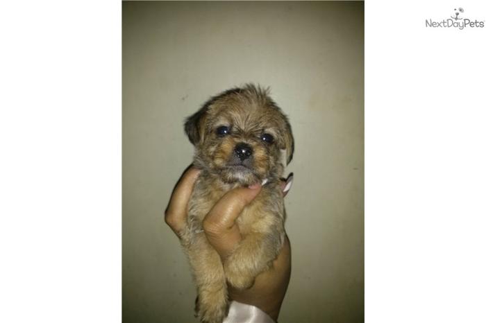 Yorkie Mix for Sale!!!